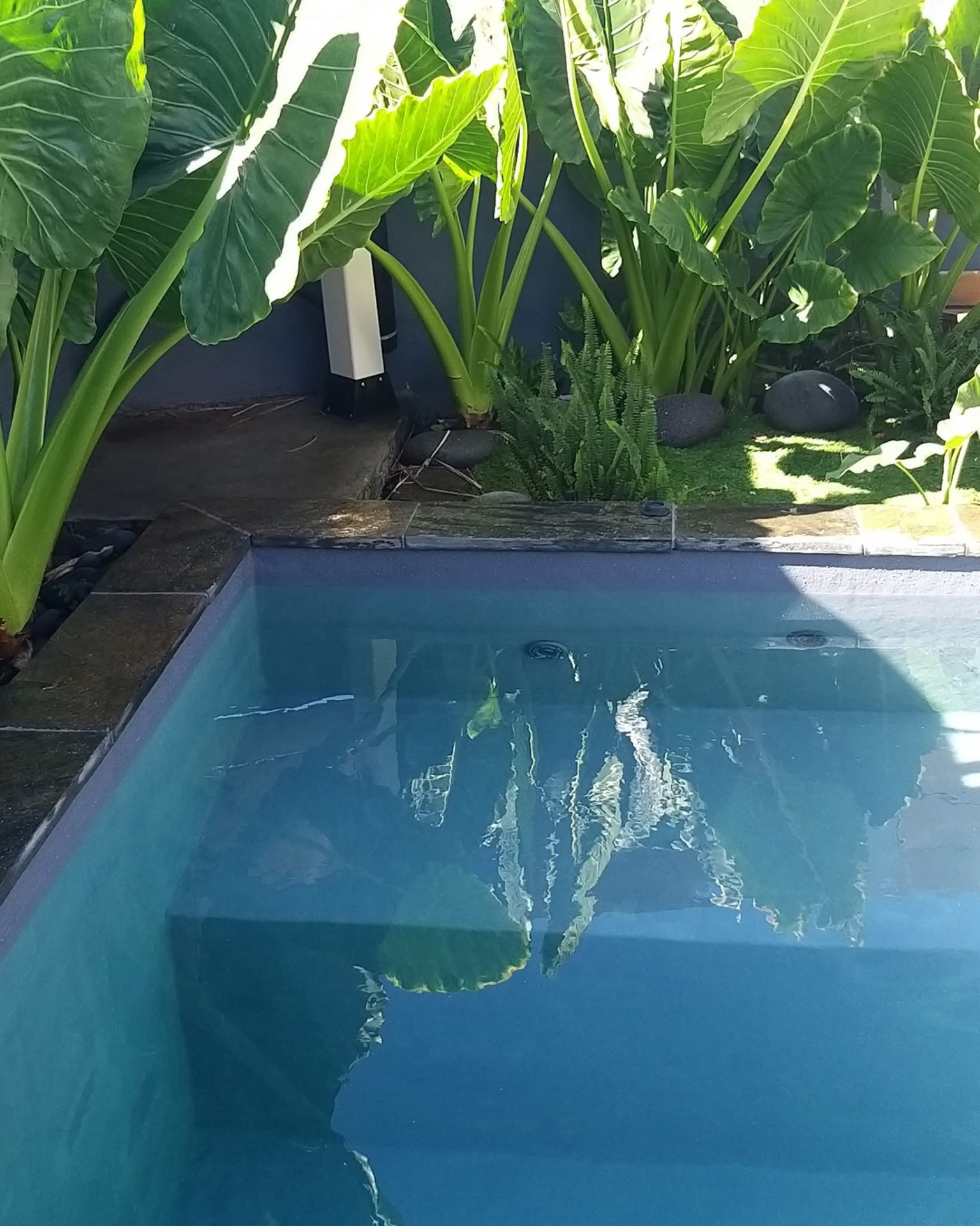 Eau cristalline de la piscine bordée de galets et de plantes vertes