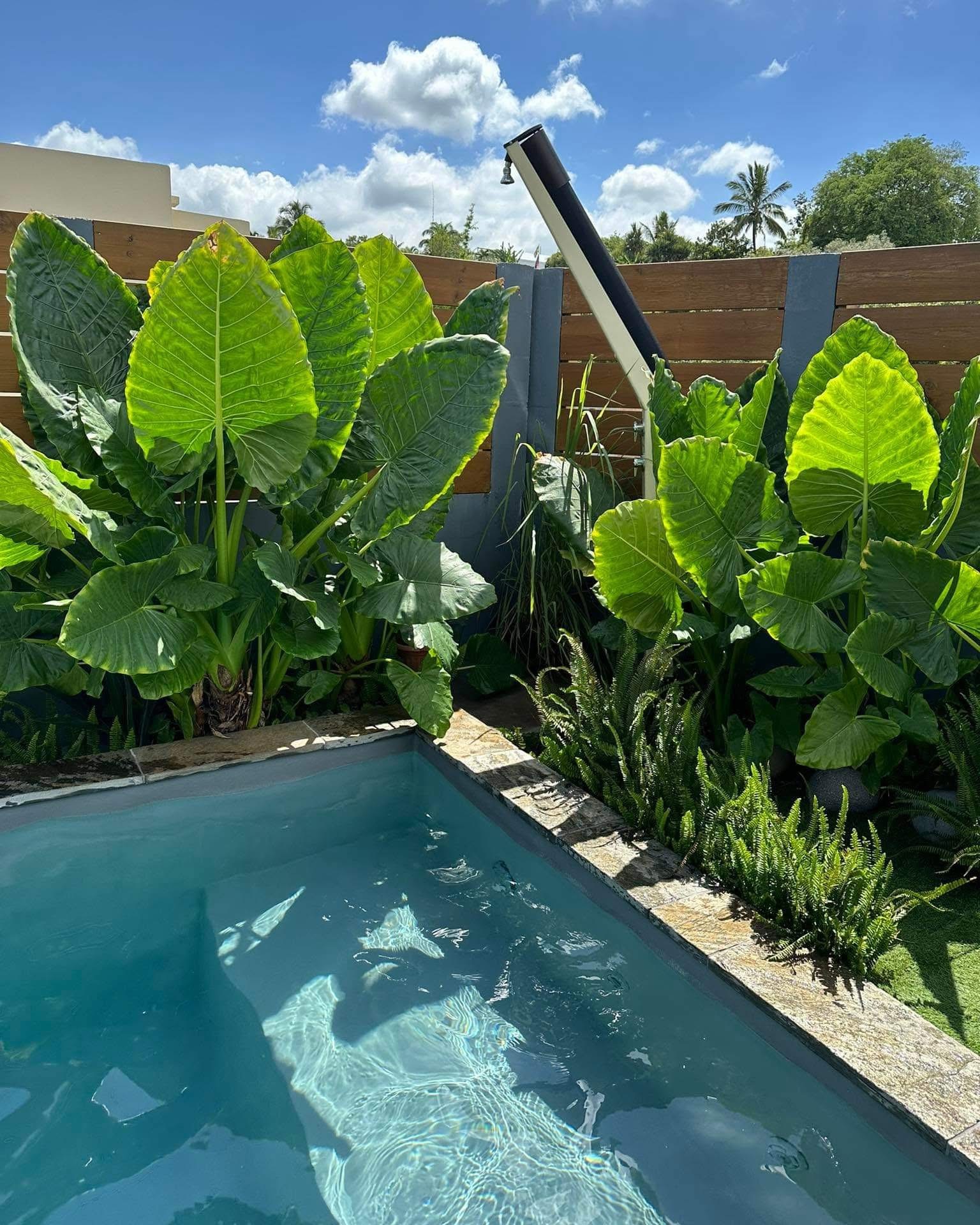 Piscine avec douche extérieure et jardin d'alocasias